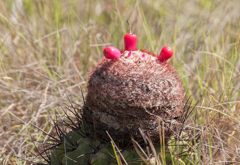 melocactus, fruit, grass, nature, outside, food, healthy, macro HD wallpaper