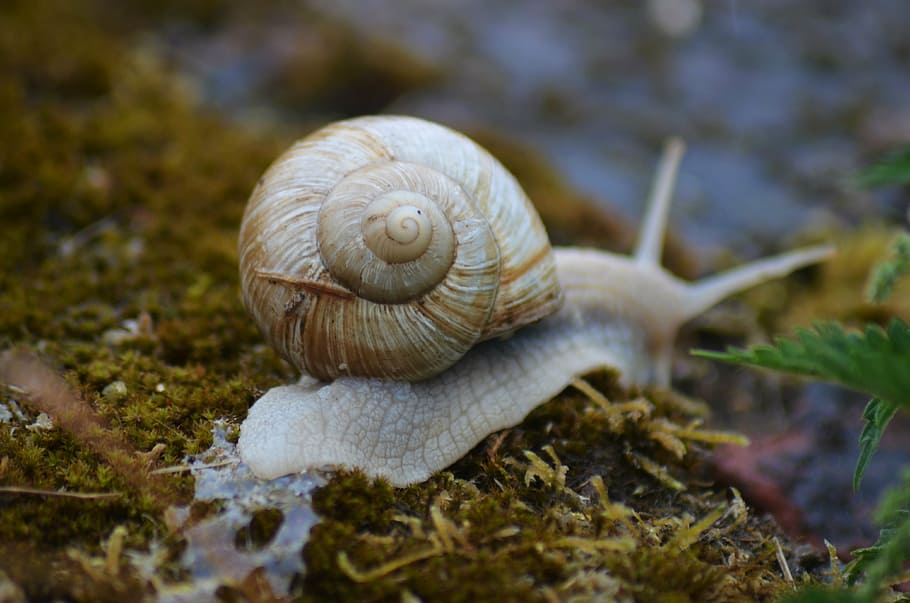 snail, insect, nature, rain, burgundy, shell, mollusk, animal HD wallpaper