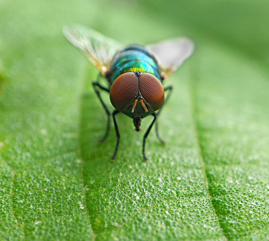Housefly, Macro, Insect, Close, Nature, animal, small, eye HD wallpaper