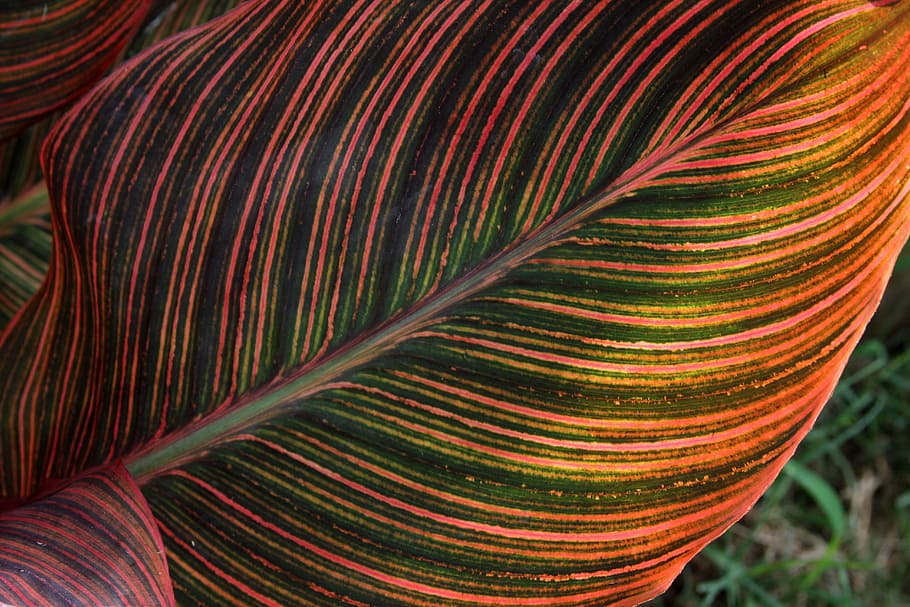 leaf, colorful, nature, orange, season, leaves, bright, foliage HD wallpaper