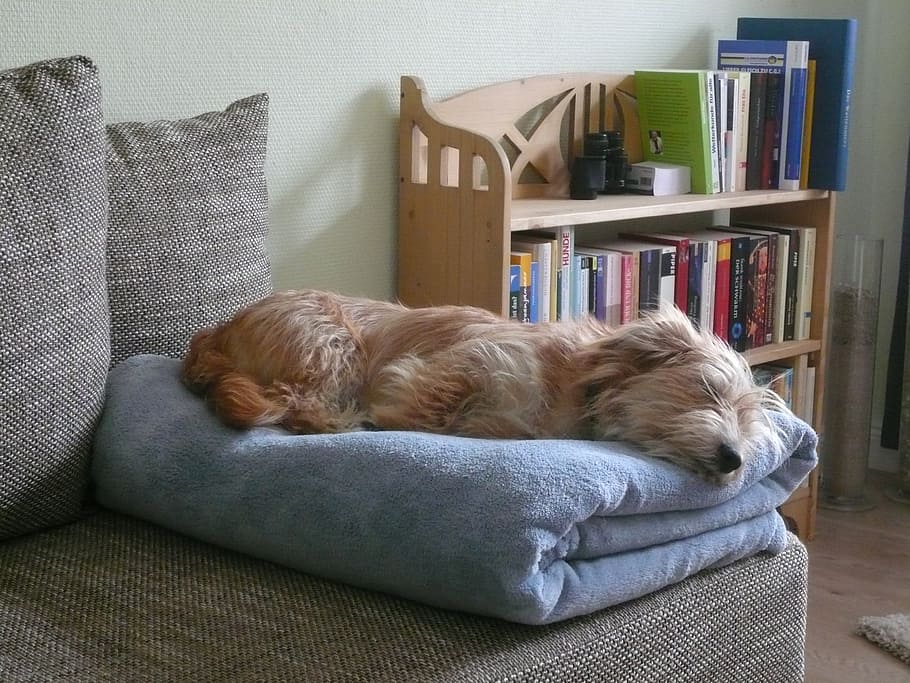 long-coated brown and white dog on blue textile, sleep, rest HD wallpaper