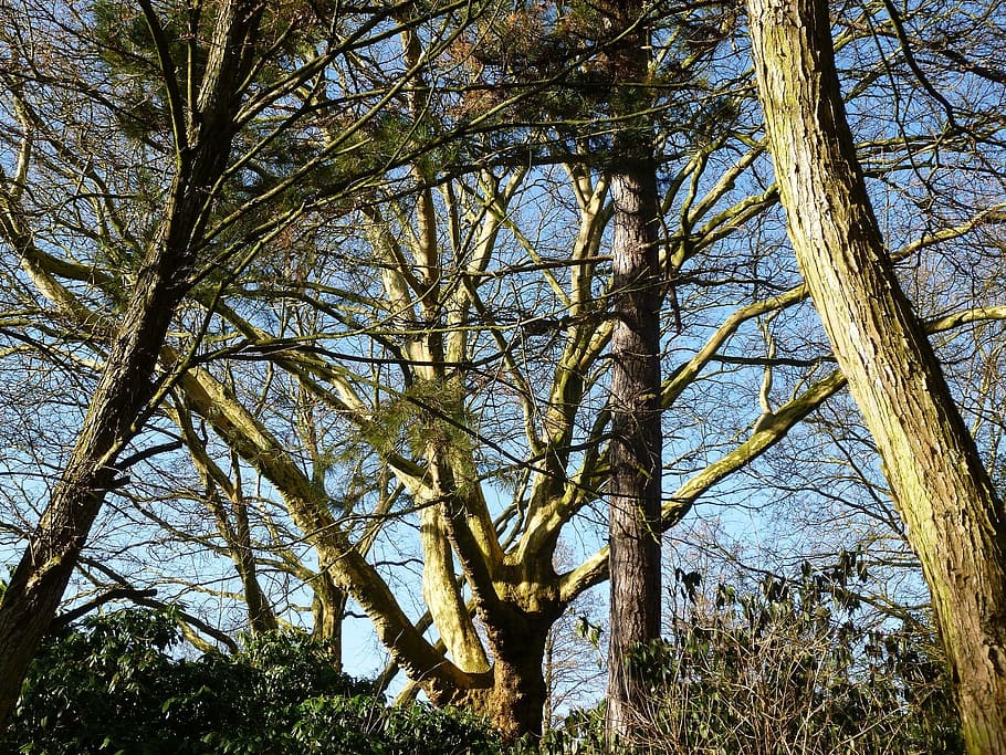 trees, branches, aesthetic, braid, nature, plant, land, tree trunk HD wallpaper