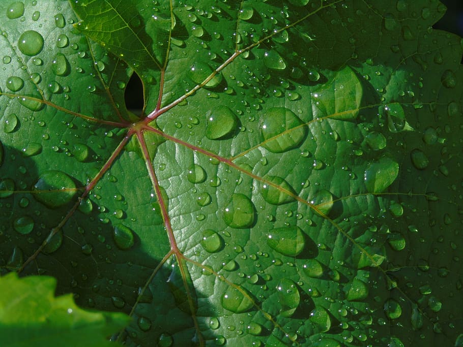 leaf, drops, rain, wet, plant part, water, green color, growth HD wallpaper