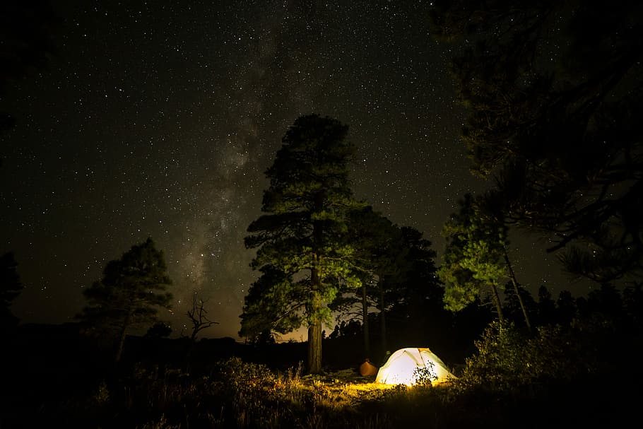 silhouette of people having camping during nighttime, white tent beside tree