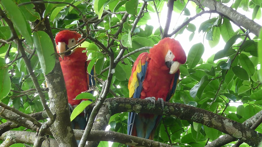 parrots, tree, red parrots, bird, nature, animal, macaw, wildlife HD wallpaper