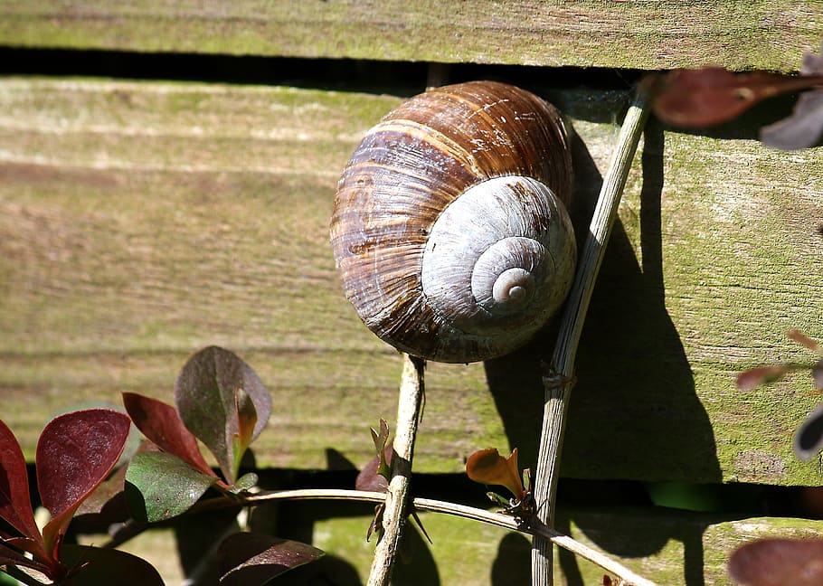 Snail, Garden, Shell, Nature, summer, mollusk, slowly, brown HD wallpaper