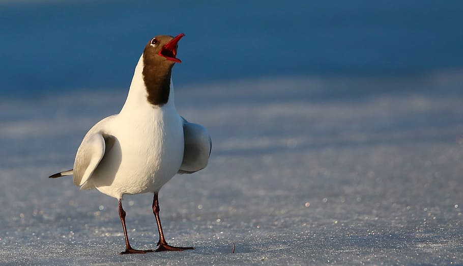 Pewit, long-beaked white and black bird standing on concrete road HD wallpaper