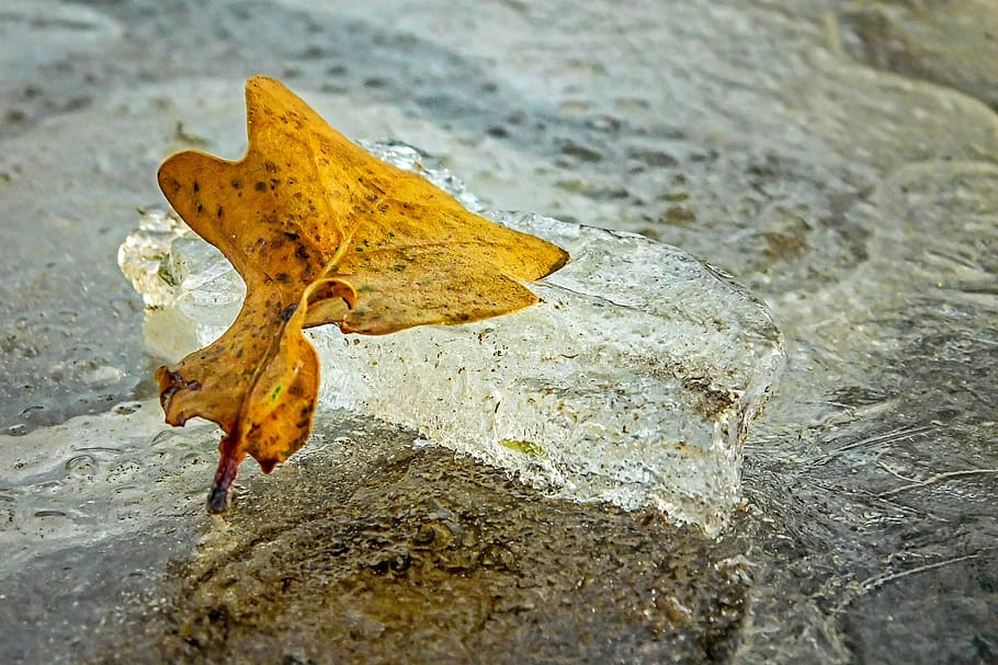 ice, winter, leaves, no people, plant part, nature, autumn HD wallpaper