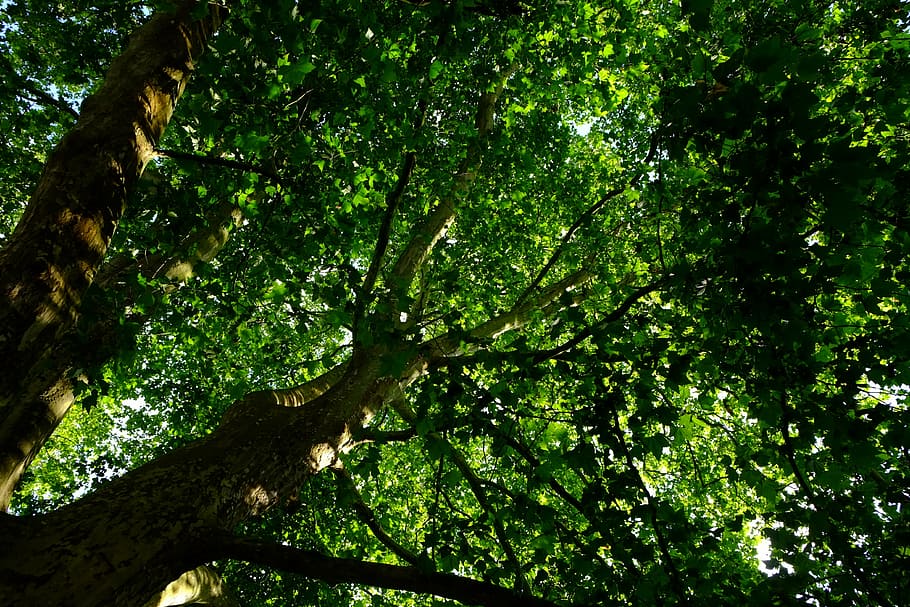 crown, tree, nature, aesthetic, treetop, leaves, branches, foliage HD wallpaper