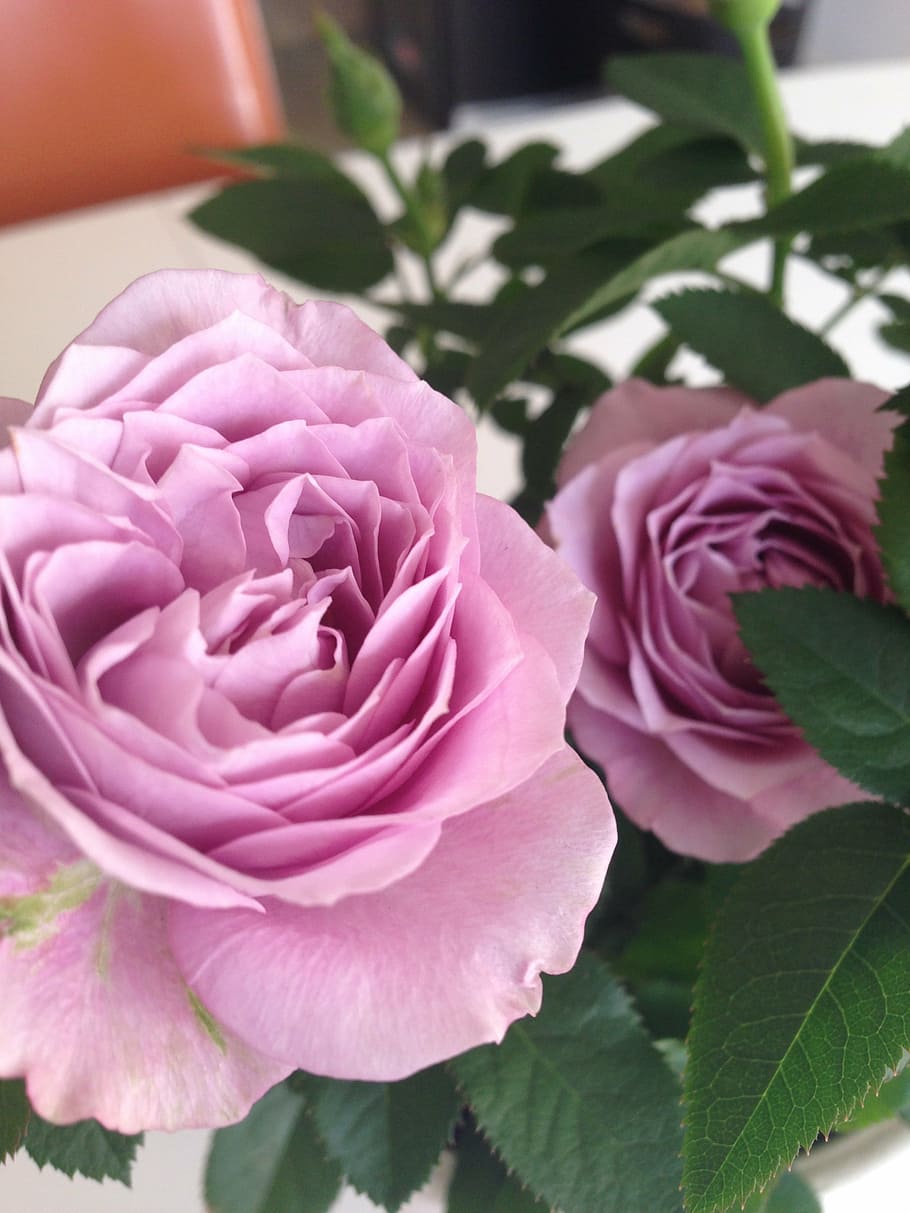 rose, summer, spring, pink, rose - Flower, plant, nature, pink Color HD wallpaper