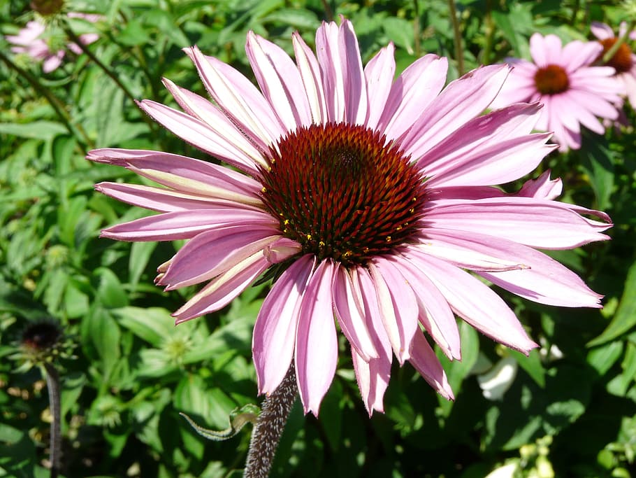 blossom, bloom, gerbera, close, flower, plant, nature, pink HD wallpaper