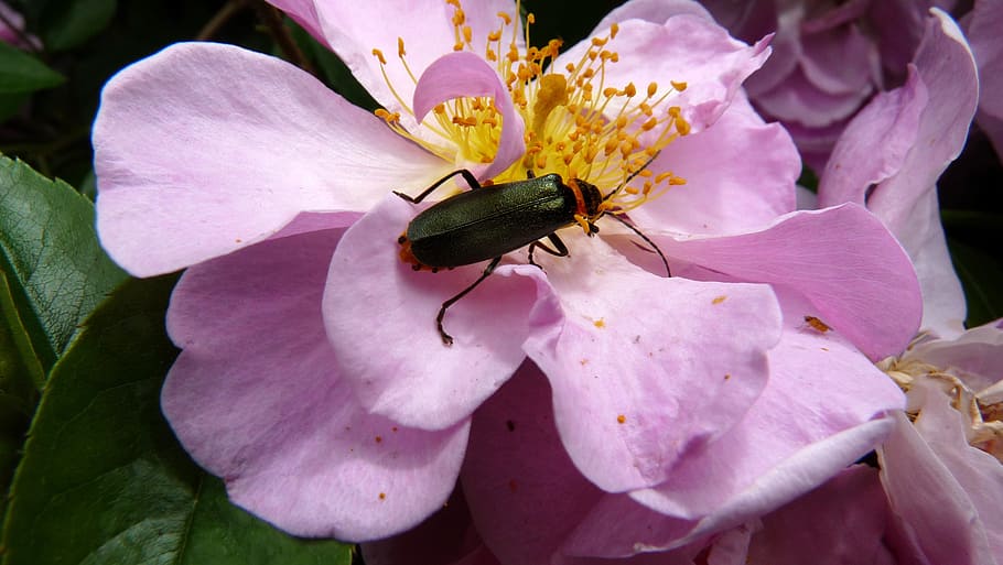 beetle, insect, on rose, flower, flowering plant, petal, fragility HD wallpaper