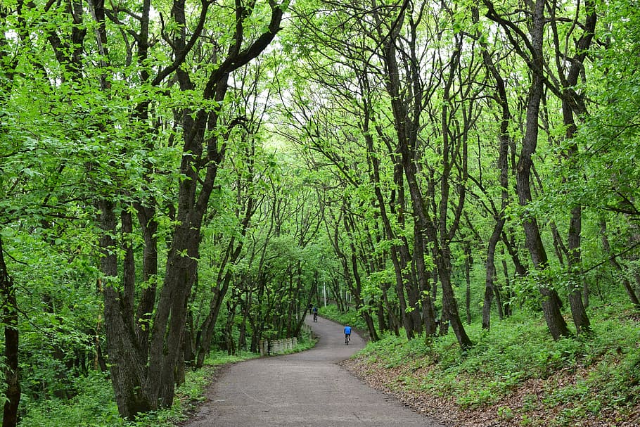 park, forest, nature, stroll, spring, tree, road, outdoors HD wallpaper
