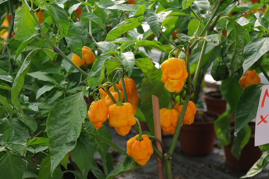 chilli peppers, marco, serra, growth, leaf, plant part, freshness HD wallpaper