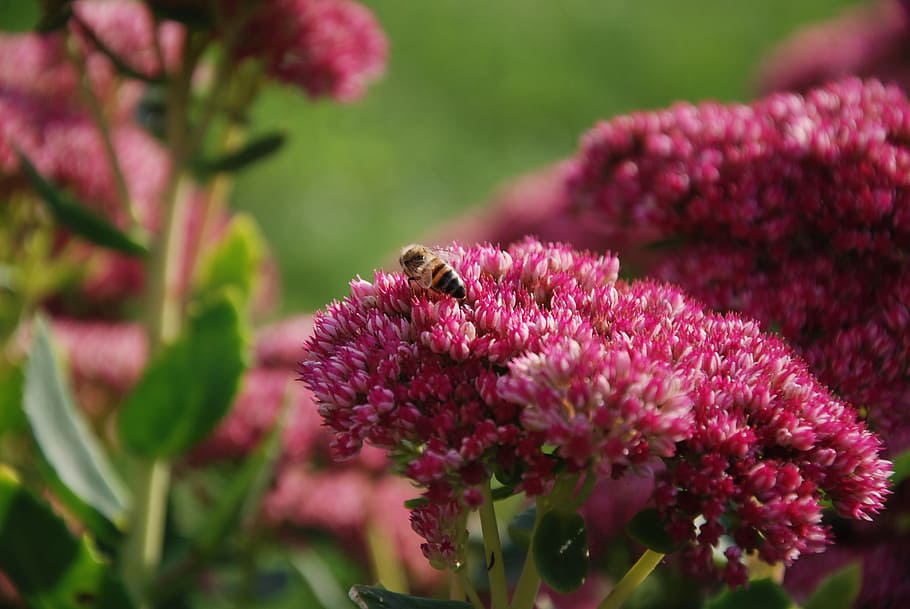 insect, bee, flowers, macro, nature, closeup, garden, flowering plant HD wallpaper