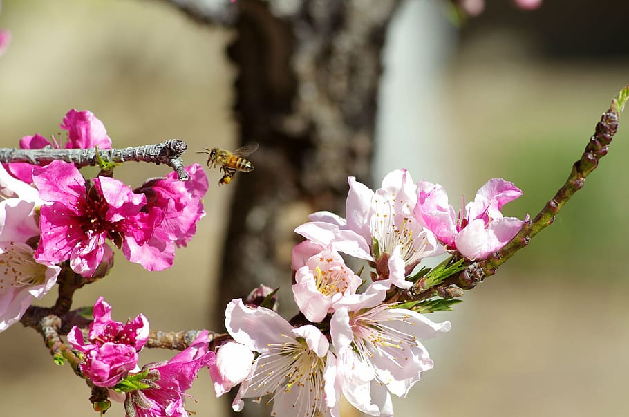 bee, bloom, blossom, branch, flora, flowers, insect, macro HD wallpaper