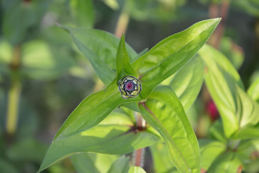 flower bud, button, foliage, green, plant, nature, flowering HD wallpaper
