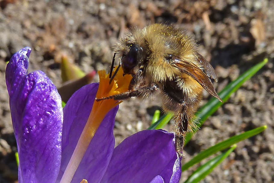 bumble bee, insect, nectar, crocus, spring, nature, macro, flower HD wallpaper