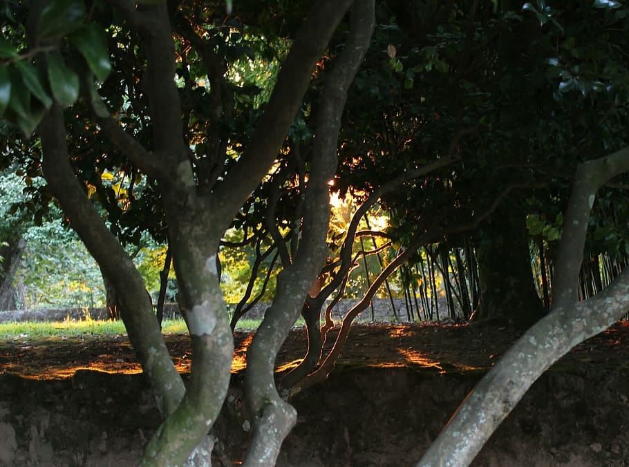 forest, backlight, sunbeams, darkness, sunset, park, landscape HD wallpaper