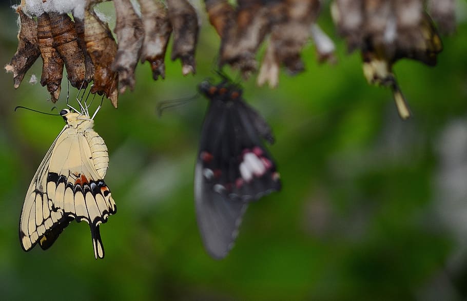 three butterflies perching on brown cocoon, swallowtail butterfly HD wallpaper