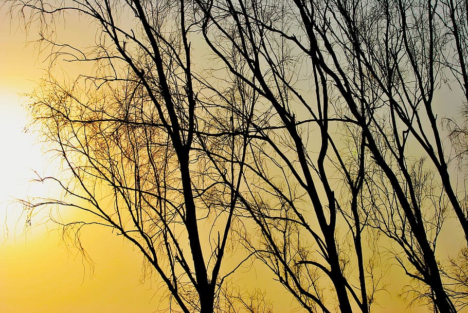 sunset, tree, sunlight, sky, trees, shadow, forest, winter HD wallpaper