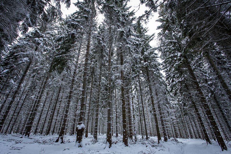 winter forest, snow, wintry, winter magic, tree, plant, cold temperature HD wallpaper