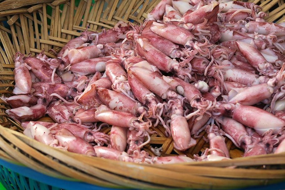 squid, seafood, food and drink, freshness, large group of objects HD wallpaper