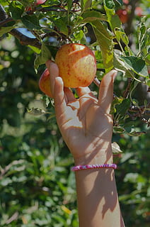 person holding red apple fruit, picking, farm, harvest, summer HD wallpaper