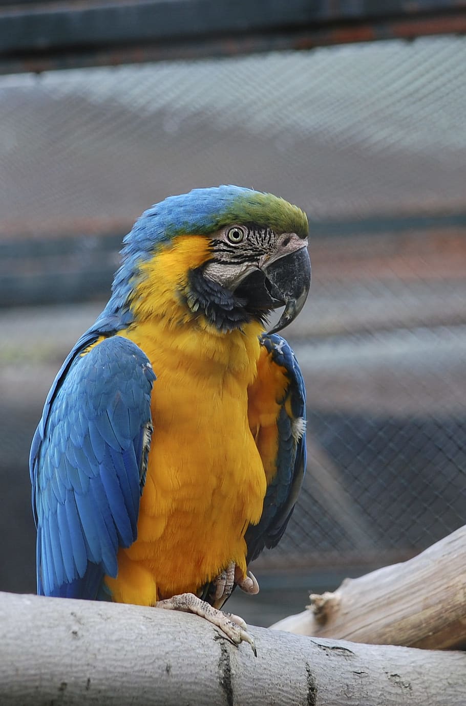fauna, birds, parrot, animal, animal themes, animal wildlife HD wallpaper