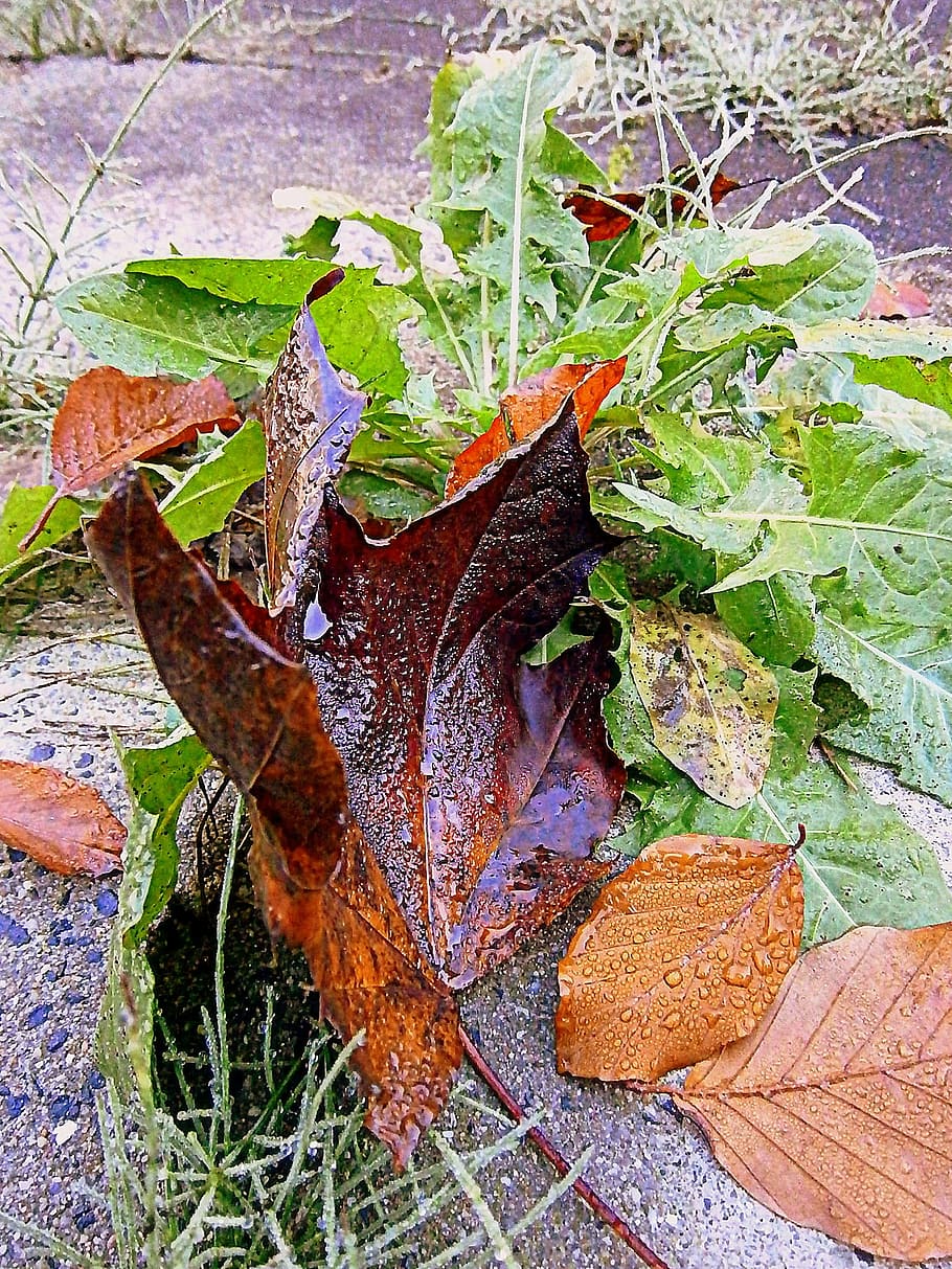 leaf, autumn, fall foliage, drip, raindrop, water, moist, drop of water HD wallpaper