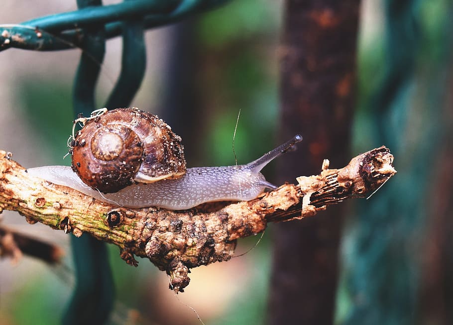 snail, branch, animals, macro, nature, public garden, animal wildlife HD wallpaper