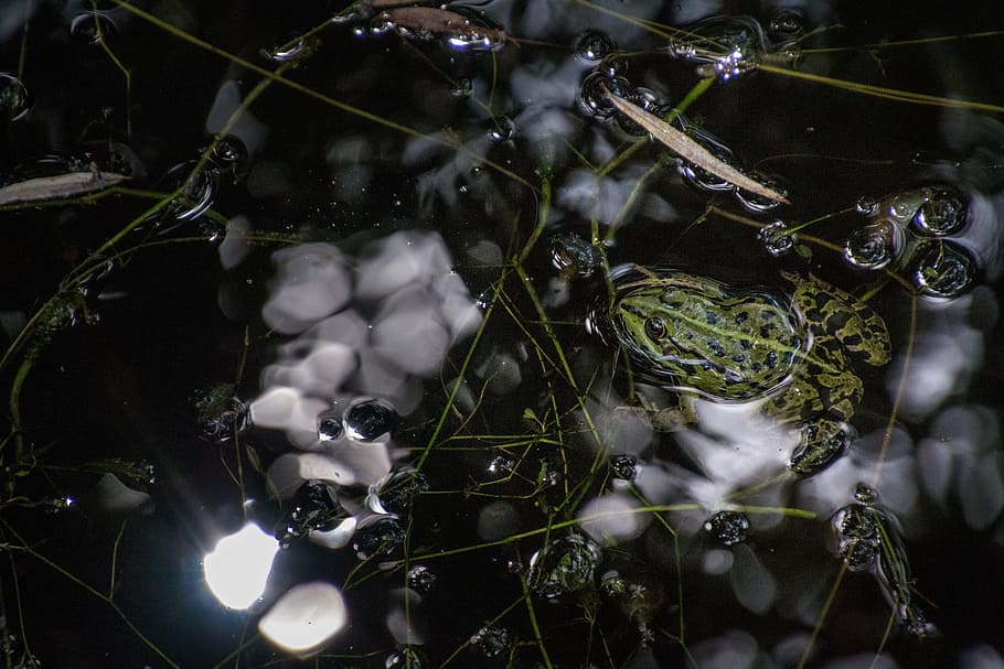Frog, Water, Mirroring, Light, Leaves, pond, animal, green HD wallpaper