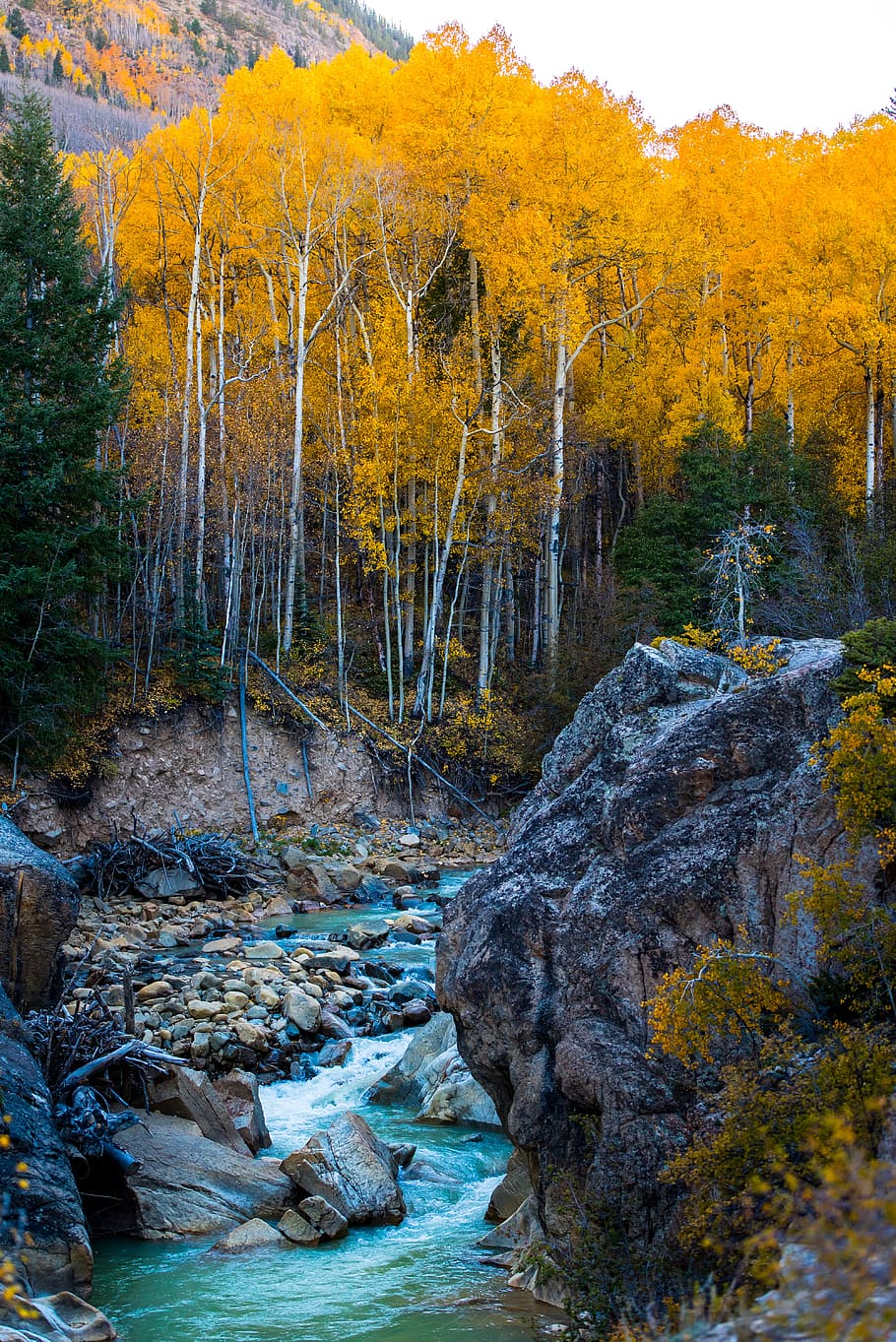 forest near body of water under blue sky, river near trees under white sky during daytime HD wallpaper