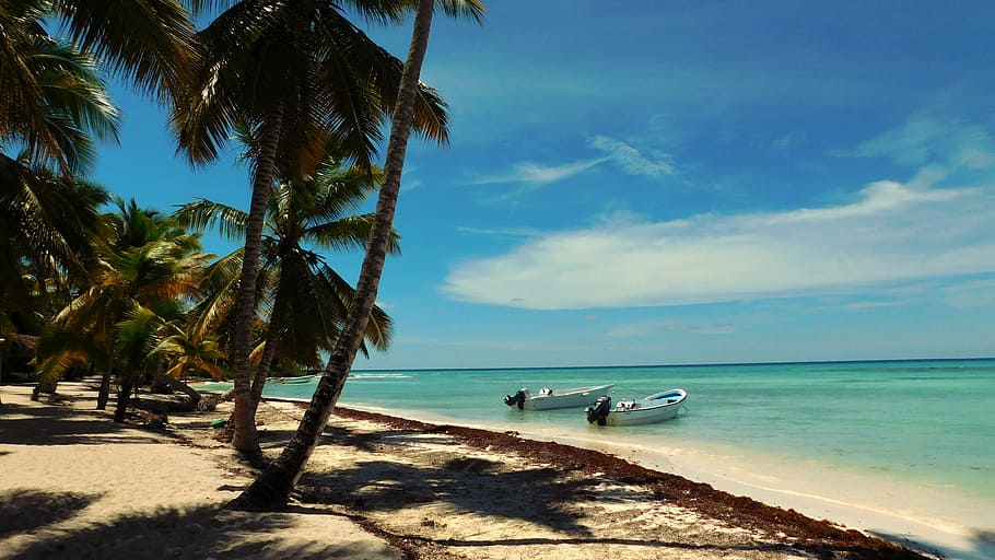 coconut palm trees near boats on seashore, Caribbean, Saona Island