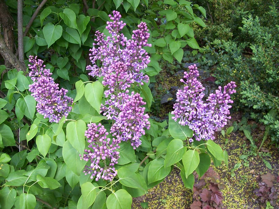 lilacs, flowers, flowering plant, growth, freshness, beauty in nature HD wallpaper