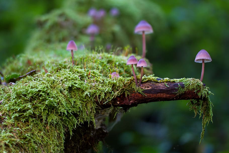 purple mushroom on green tree, moss, mini mushroom, sponge, age fungal