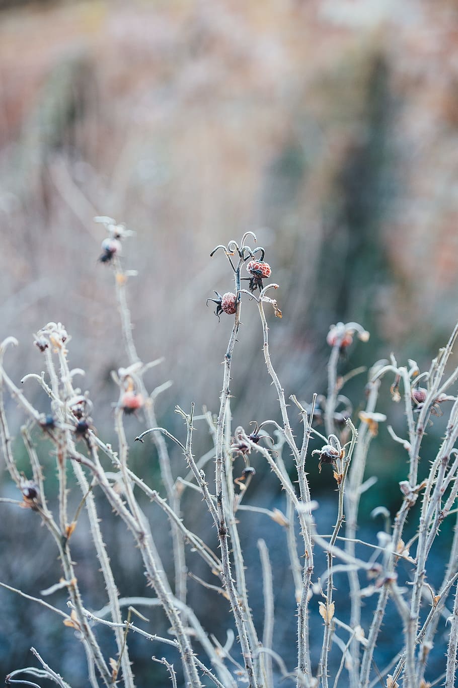 branches, stem, thorn, nature, plant, bokeh, blur, focus on foreground HD wallpaper