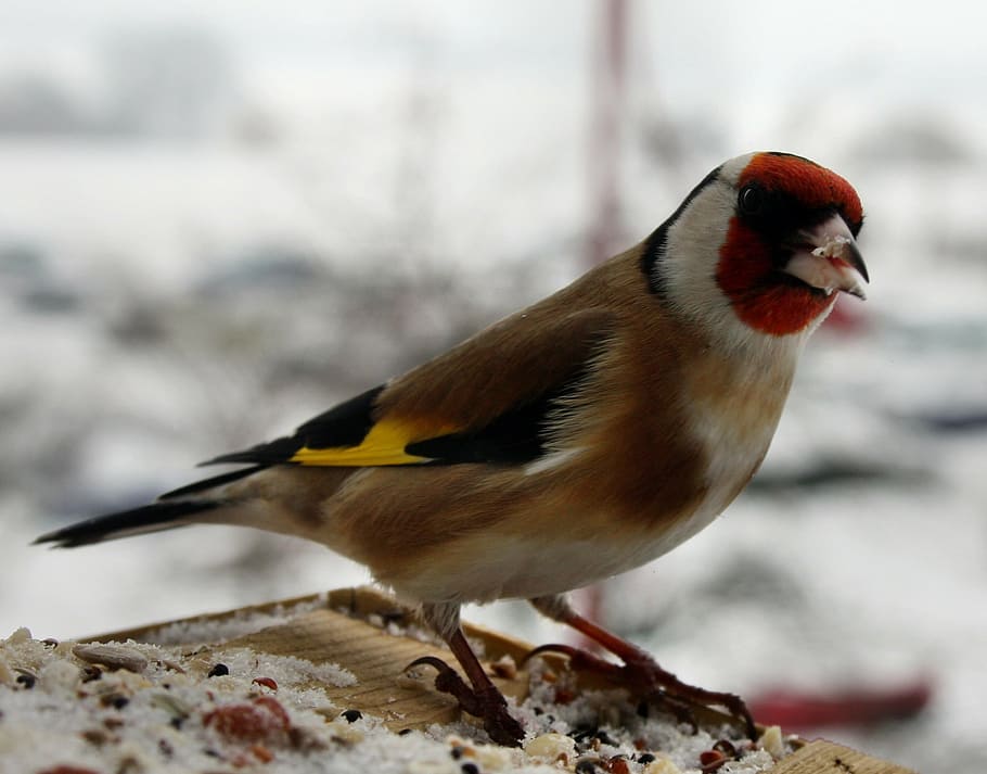 stieglitz, bird, winter, feeding place, nature, songbird, animal, HD wallpaper