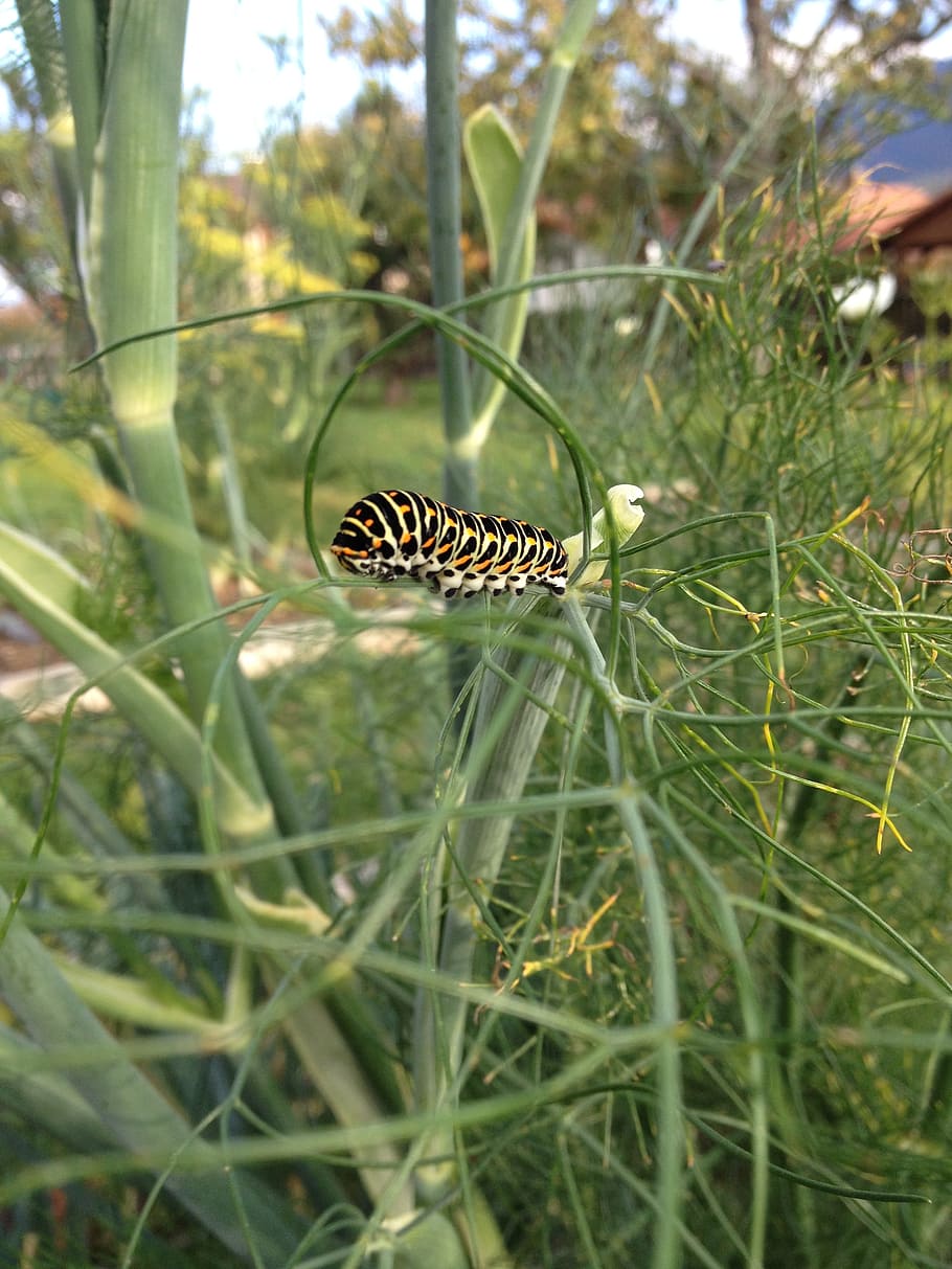 caterpillar, swallowtail, insect, plant, animal, animal wildlife HD wallpaper