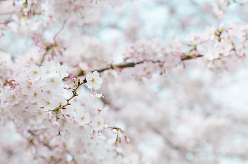 nature, flowers, winter, spring, bloom, blooming, blur, branch HD wallpaper