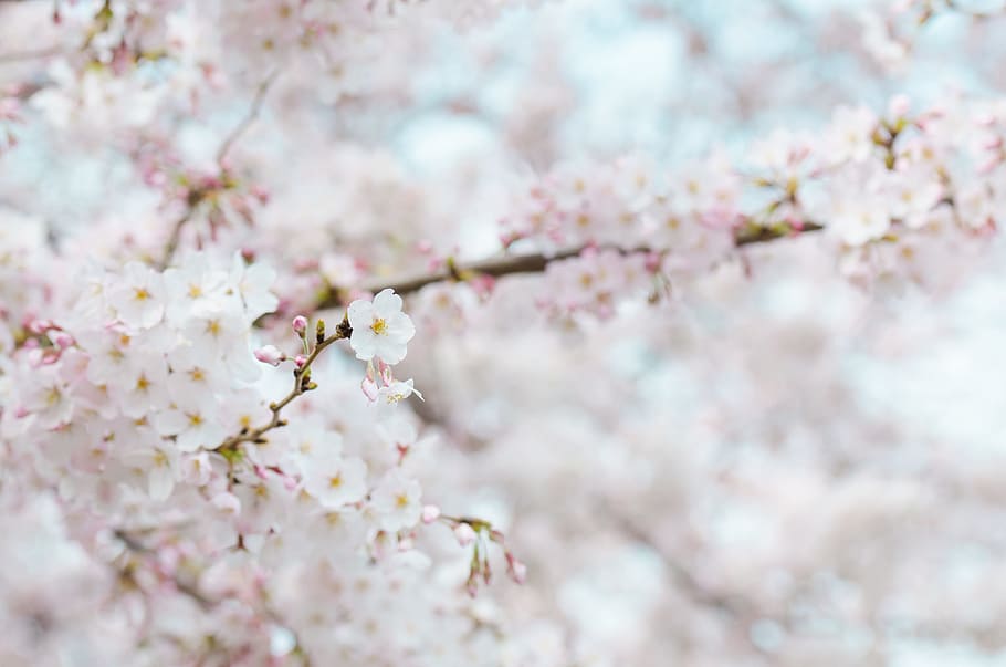 nature, flowers, winter, spring, bloom, blooming, blur, branch HD wallpaper