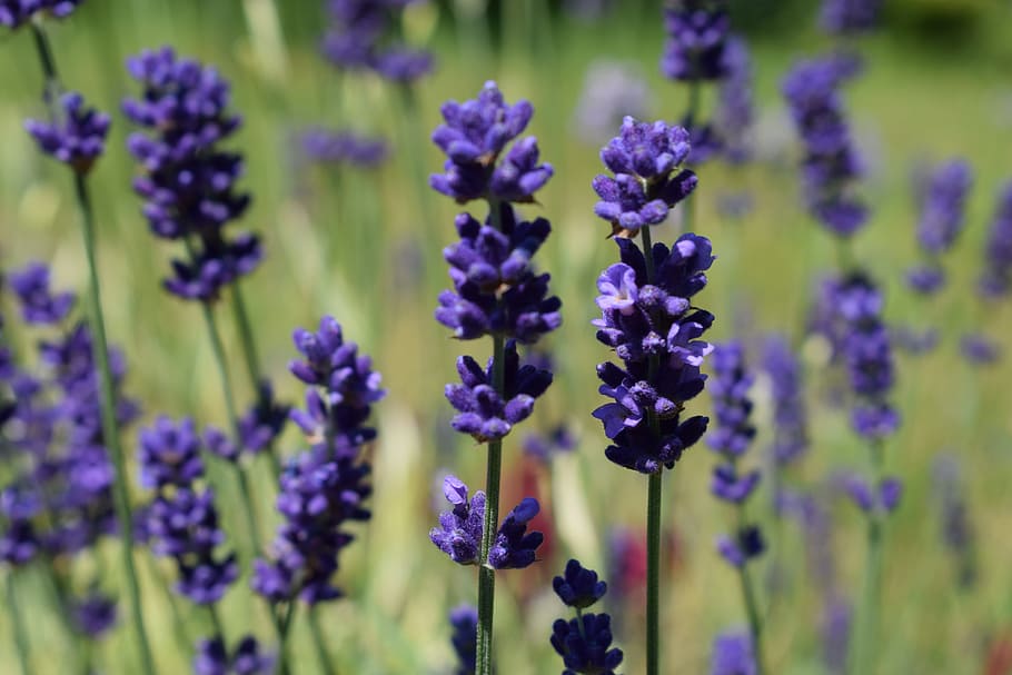 lavender, fields, meadow, nature, plant, flower, beauty, poppy HD wallpaper