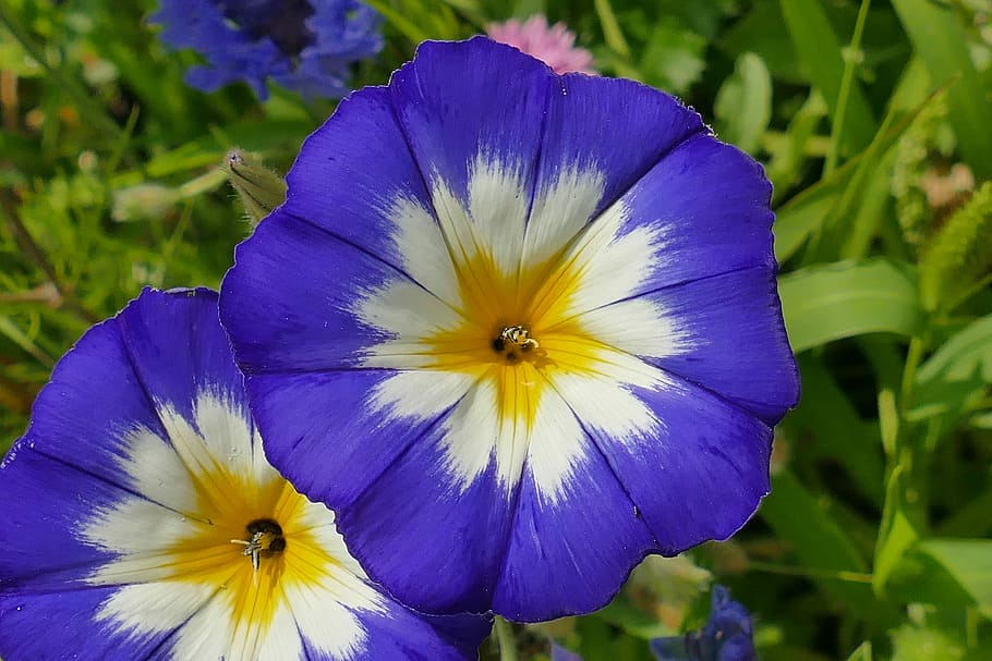 close up photography of blue petaled flower, Macro, Blossom HD wallpaper