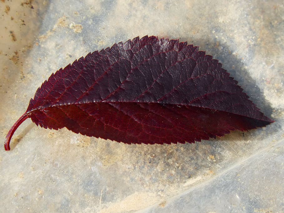 plum leaf, red leaf, obverse, close-up, plant part, no people HD wallpaper