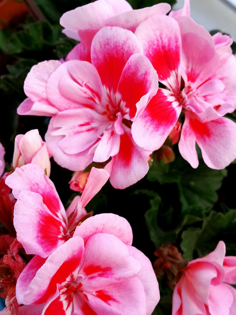 Flower, Pink, Geranium, Gum, green, macro, plant, nature, beautiful, HD wallpaper