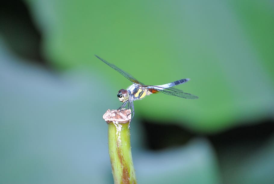 dragonfly, lotus leaf, macro, insect, properties, invertebrate HD wallpaper