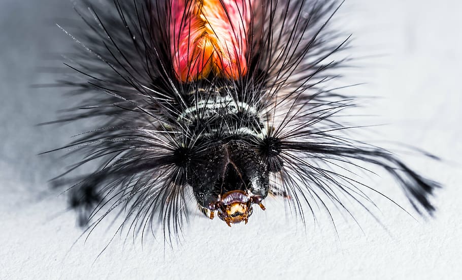 macro photography of black and red insect, caterpillar, hairy HD wallpaper