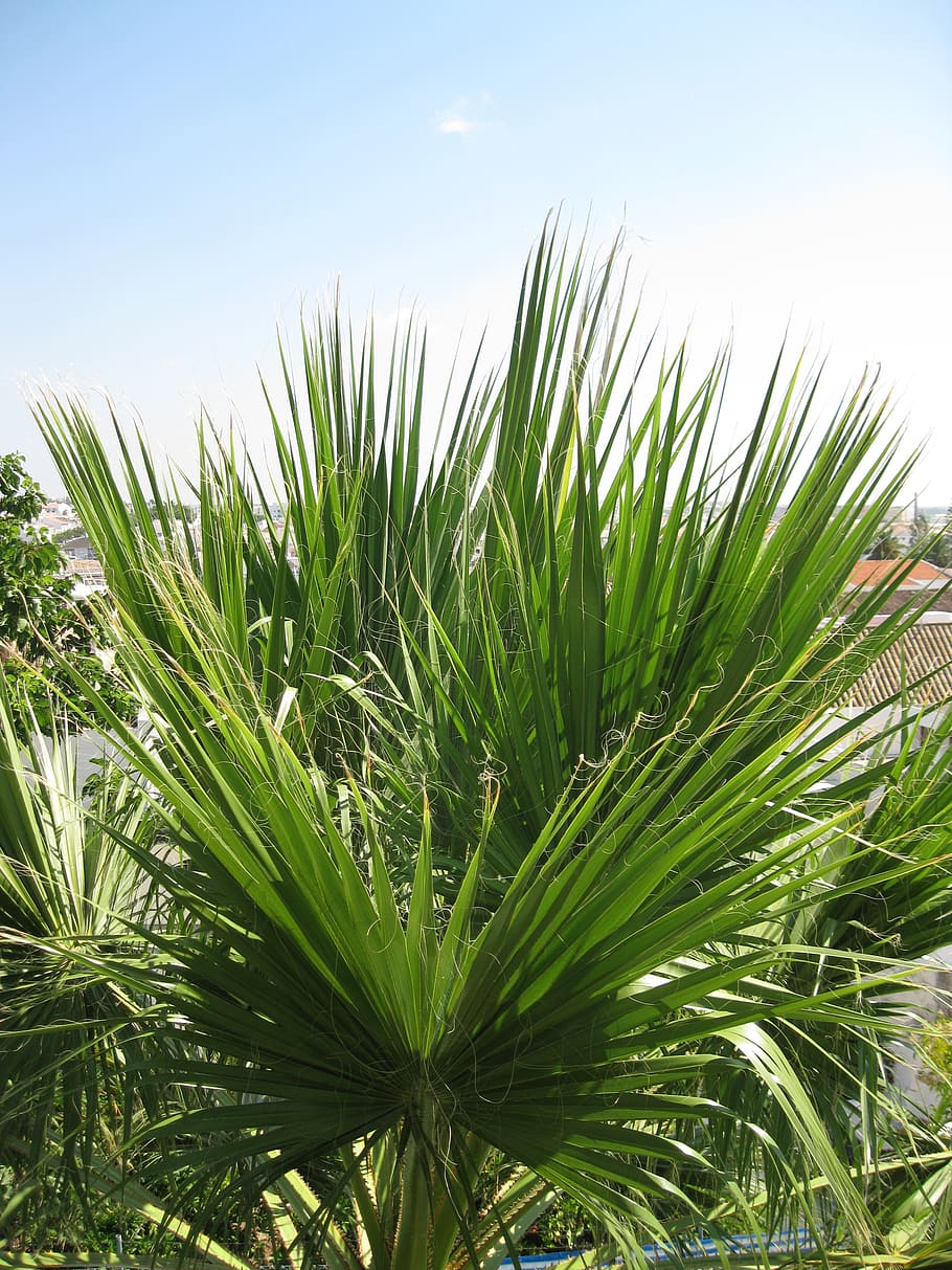 palm, summer, sky, frond, growth, green color, plant, nature HD wallpaper