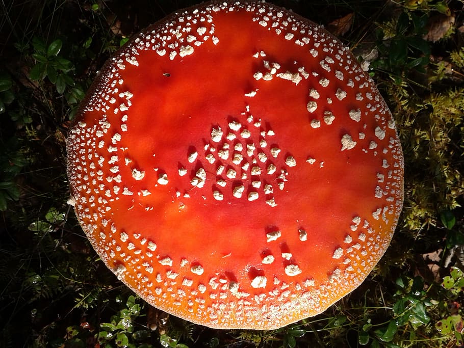 Toadstool, Nature, Mushroom, Forest, autumn, poisonous, fungus HD wallpaper