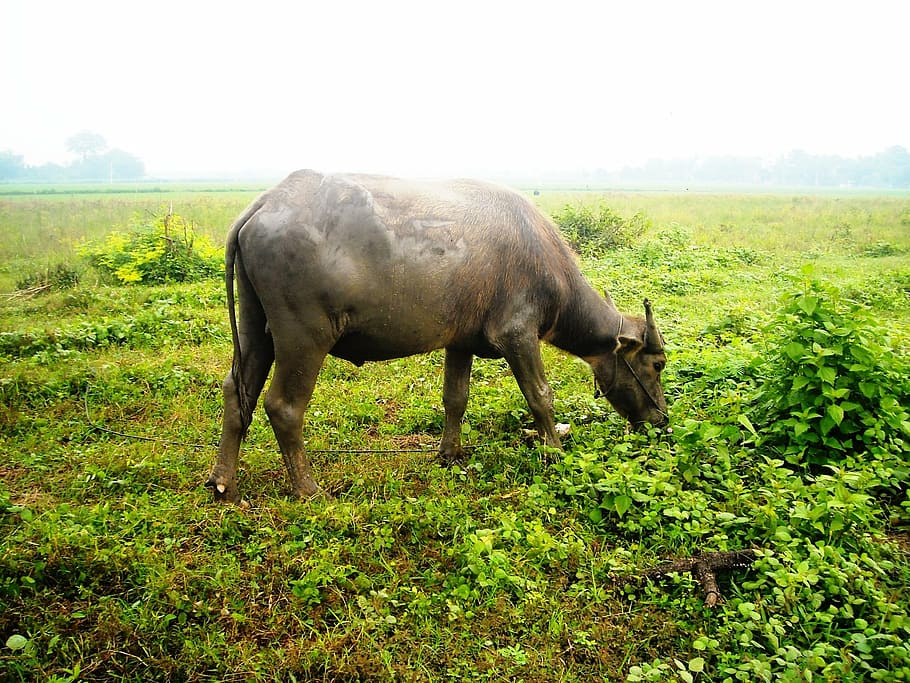 buffalo, eating, grass, green, nature, mammal, animal, farm HD wallpaper